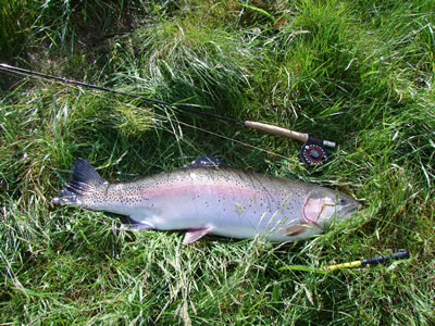 16lb rainbow trout